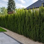 Tis obyčajný (Taxus baccata) ´DAVID´ - výška 15-25 cm, kont. C2L